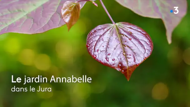 Le jardin Annabelle, dans le Jura, le paradis des hydrangeas et des érables japonais