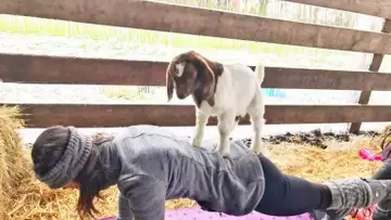Faites du yoga… avec des chèvres !