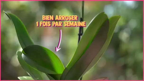 Les #TutosJardin de Jean-Pierre : Comment bien arroser votre orchidée (3/4)