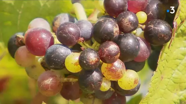 Vendanges précoces et grand millésime attendus en Beaujolais