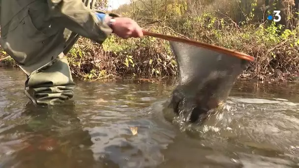 Isère : plus de 900 poissons retrouvés morts dans la Fure après un déversement de matière chimique