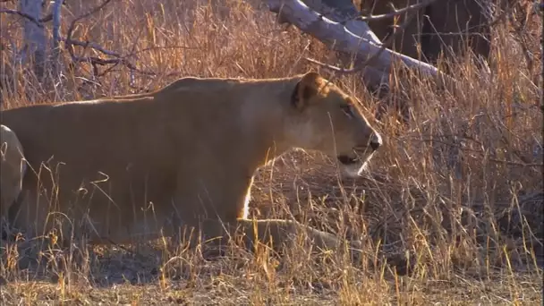 Cette lionne s'attaque seule à un troupeau de gnous