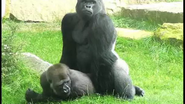 Sexe : comment font les gorilles ? - ZAPPING SAUVAGE