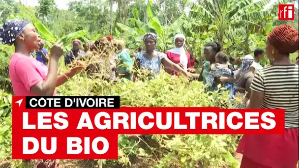 Côte d'Ivoire : les agricultrices du bio • RFI