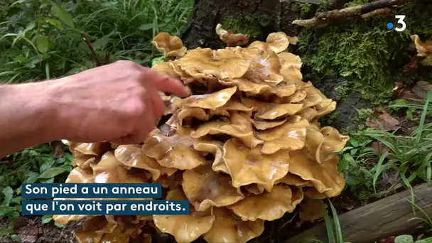 L'instant champignons : connaissez-vous l'armillaire couleur de miel ?