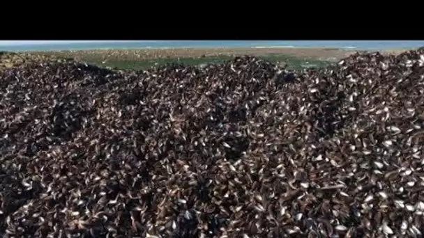 Wimereux : des moules mortes amassées sur la plage.