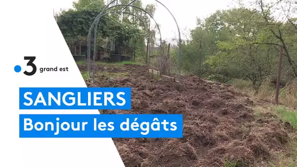 Les habitants de Petite-Roselle en Moselle excédés par les dégâts des sangliers