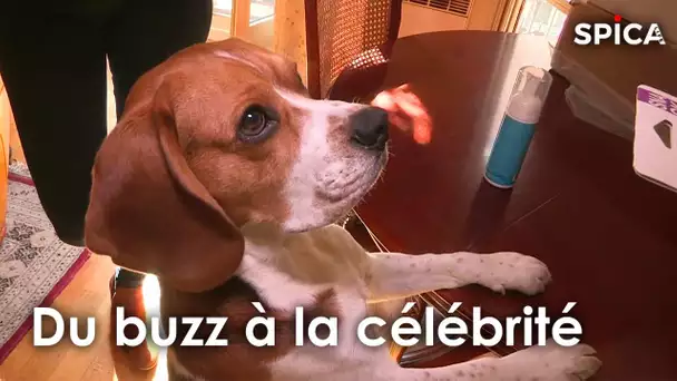 Du buzz à la célébrité : l'histoire incroyable de ce chien