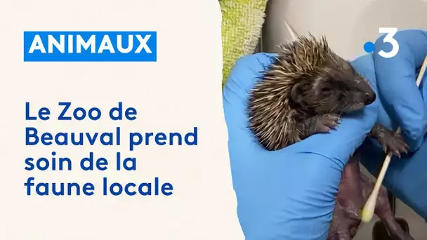 Le @zoobeauval prend soin de la faune locale