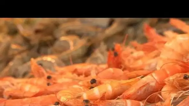 Crevettes : les nouvelles stars de la grillade - enquète reportage