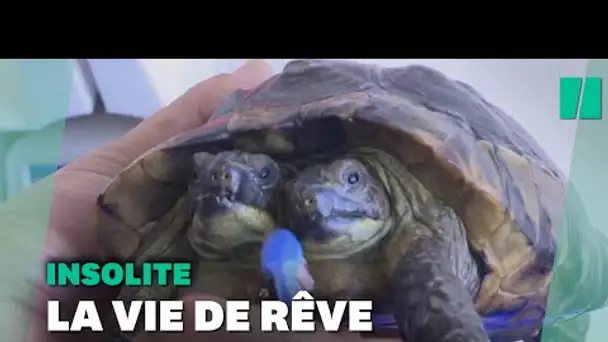 Janus, une tortue à deux têtes fête ses 25 ans, un record