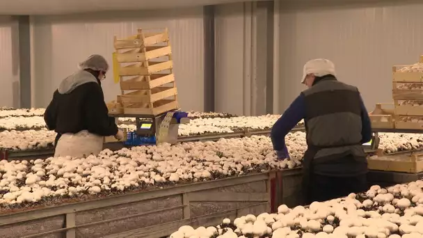 Le premier producteur français de champignons de Paris se trouve en Charente-Maritime