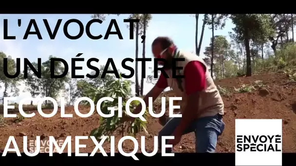Envoyé spécial. L'avocat, un désastre écologique pour le Mexique | Teaser (France 2)