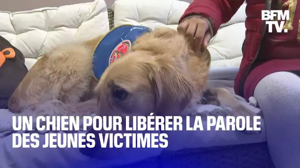 Pédocriminalité: Rumba, la chienne qui aide à recueillir la parole des jeunes victimes