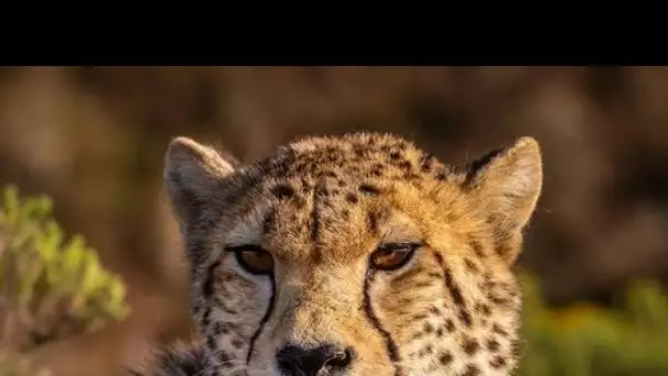 Animaux : L'Iran ne compte plus que 12 guépards, en danger critique d'extinction