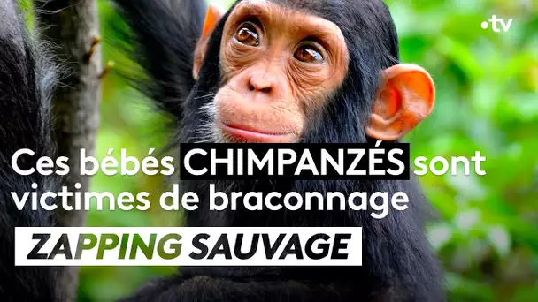 Ces bébés chimpanzés sont victimes de braconnage - ZAPPING SAUVAGE