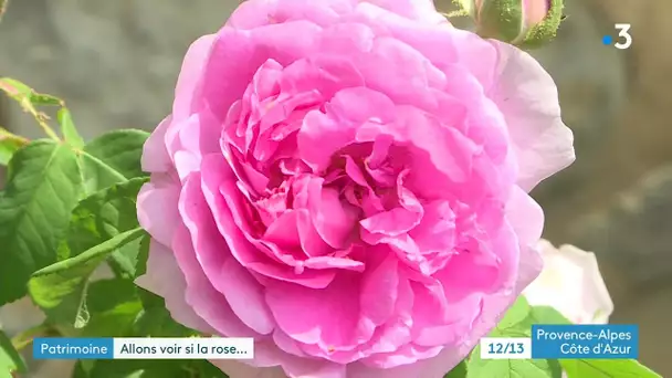 Le jardin de l'abbaye de Valsaintes voit la vie en rose (Alpes de haute Provence)