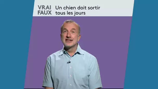 Comportementaliste canin : Faites des apéros chiens !