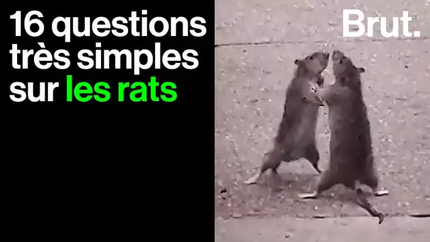 Les rats sont fascinants