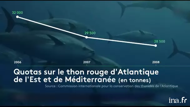 Le thon rouge, entre sauvegarde et gros profits | Franceinfo INA
