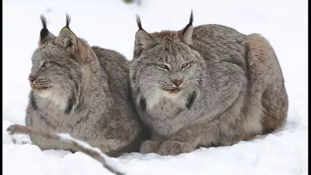 Félins : le mystérieux lynx du Canada - ZAPPING SAUVAGE