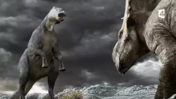 Edmontosaure VS pachyrhinosaures (dinosaures) - ZAPPING SAUVAGE