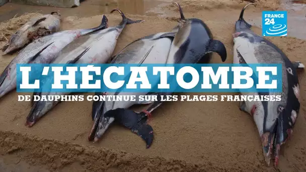 Sur les côtes atlantiques françaises, l&#039;hécatombe de dauphins continue