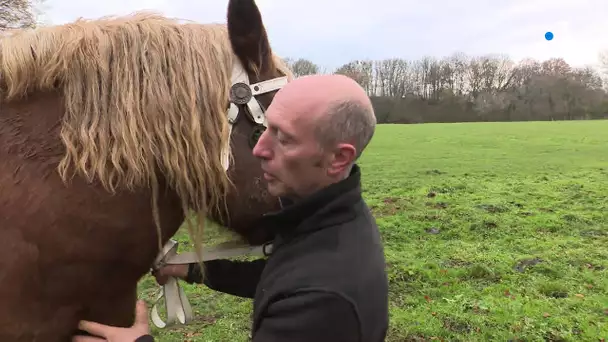 Mutilation sur les chevaux : la piste humaine écartée dans la grande majorité des cas