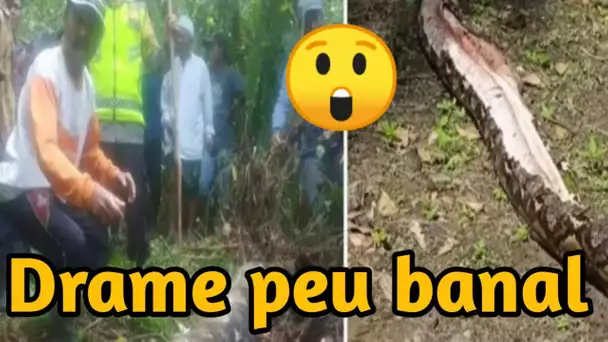Une femme retrouvée morte à l'intérieur d'un python en Indonésie après sa disparition