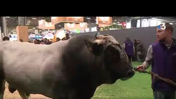 Un taureau catalan couronné au Salon agricole à Paris