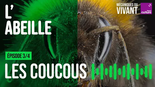 La stratégie du coucou chez les abeilles sauvages (3/4) | Mécaniques du vivant, saison 4 : l'abeille