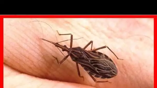 Attention, si vous rencontrez cet insecte, Adressez-vous à un médecin en urgence !