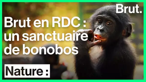 En RDC, cette réserve est un sanctuaire pour les bonobos