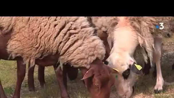 Lot : à Cahors, brebis et moutons remplacent les tondeuses pour entretenir les espaces verts