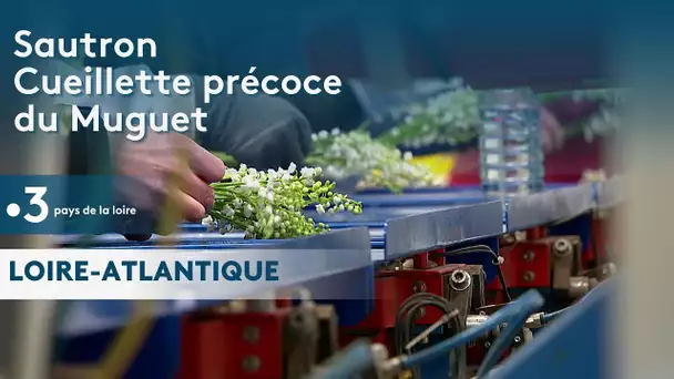 Sautron : Cueillette précoce du Muguet