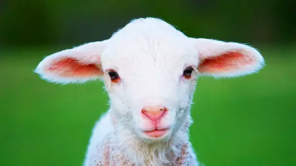 Les animaux de la ferme : Le Mouton