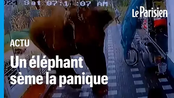 Inde : un éléphant piétine un homme à mort