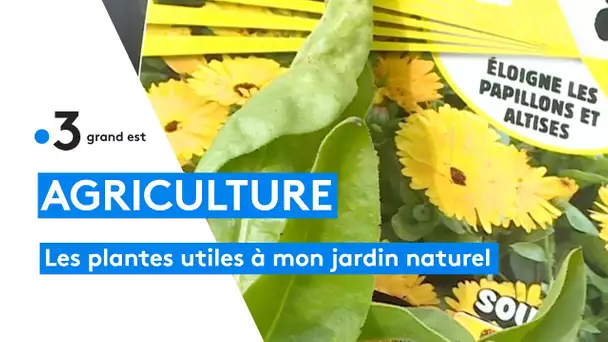 Les plantes utiles pour un jardin au naturel