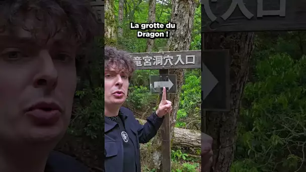 La forêt hantée d'Aokigahara 👻