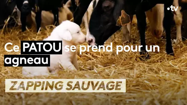 Ce patou se prend pour un agneau -  ZAPPING SAUVAGE