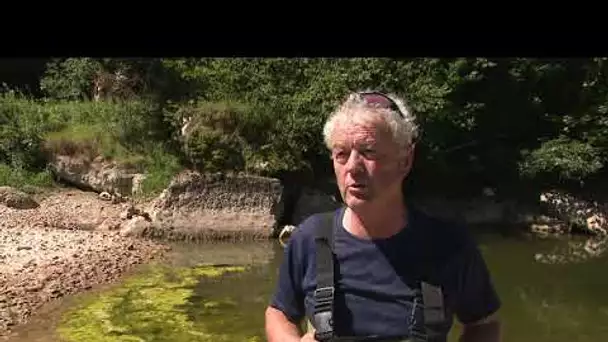 Morteau : Une pêche de sauvegarde dans le Doubs pour sauver les poissons de la sécheresse