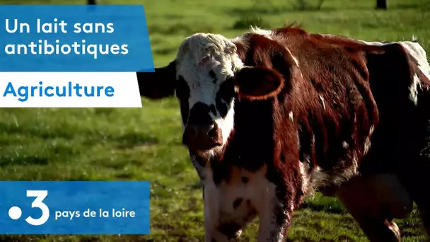 Mayenne : Traitements plus naturels pour un lait sans antibiotiques