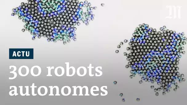Ces 300 mini-robots s’organisent de façon autonome