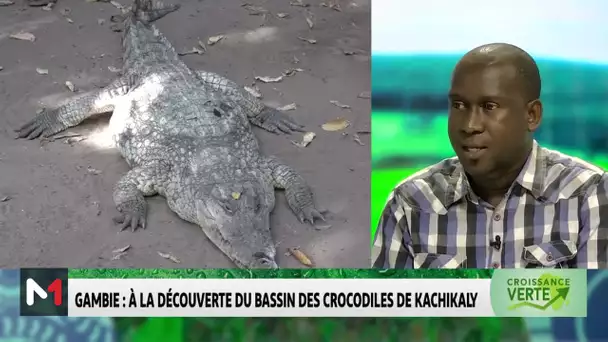 #CroissanceVerte .. Gambie : A la découverte du bassin des crocodiles de Kachikally
