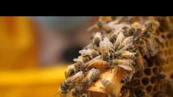 Les abeilles en voie d'extinction