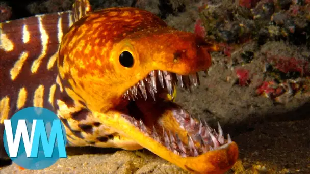 Top 10 des créatures marines les plus dangereuses !