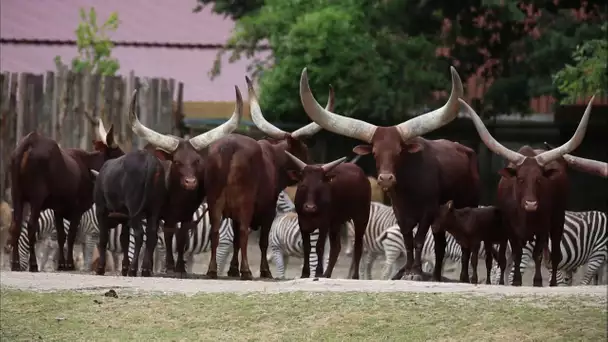 Au coeur du parc animalier de Thoiry