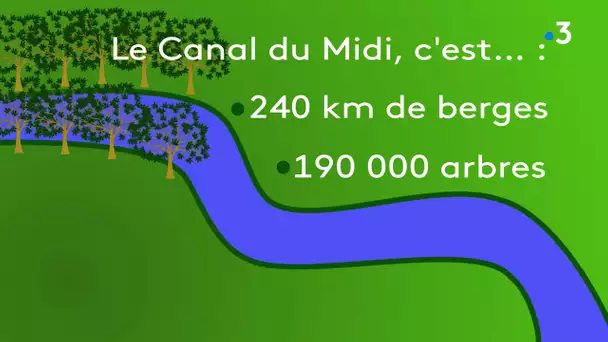 Le monde d'après : des entreprises soutiennent la replantation des arbres sur le Canal du Midi