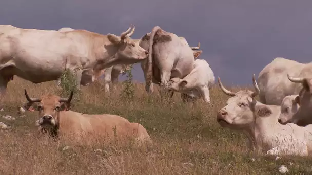 Le parc national du Mercantour fête ses 40 ans avec l’agro-pastoralisme