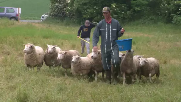 La commune de Saint-Xandre (17) fait appel à 200 moutons pour tondre ses espaces verts